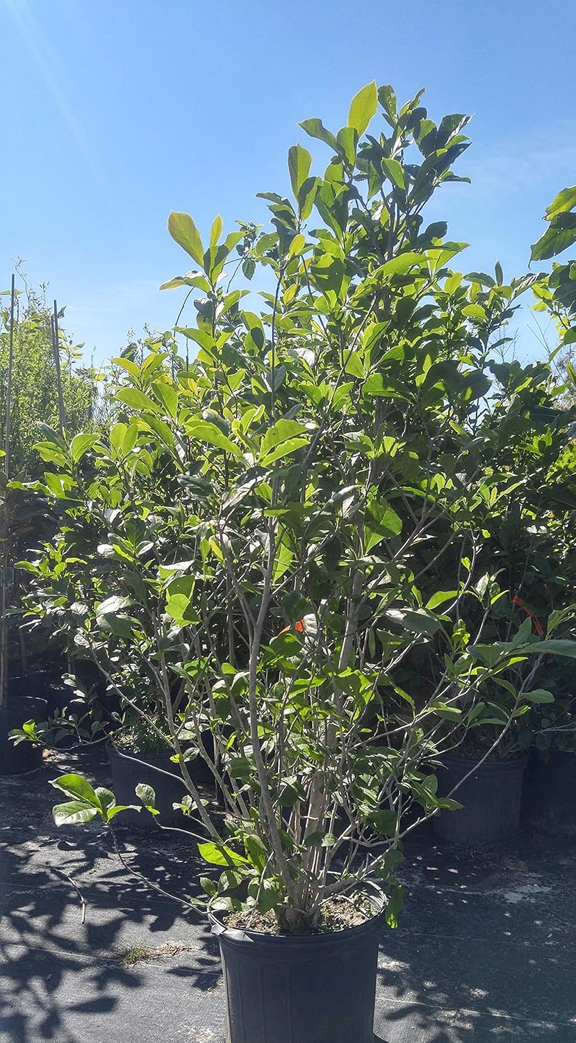 Trannies paypoq va taytdagi fotosuratlar